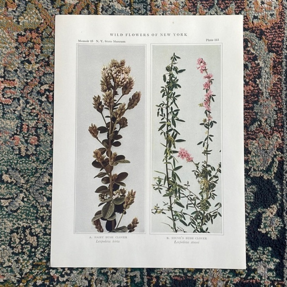 🌹FREE w/purchase Antique Botanical Plant Print Original over 100 years old